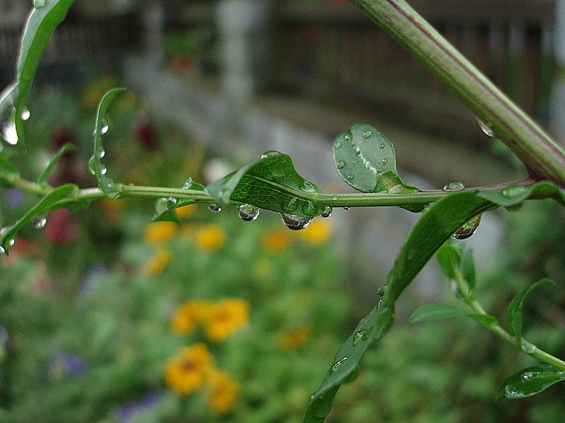 P8150937.JPG