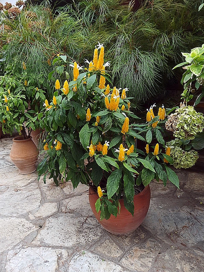 P9142955.JPG